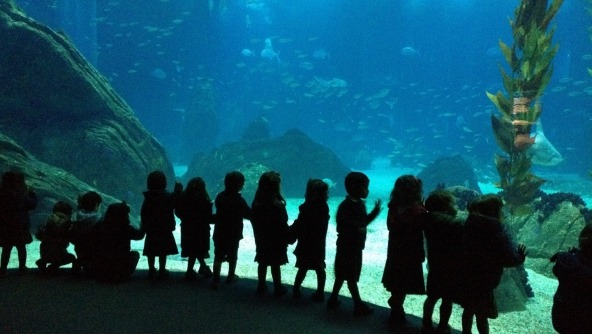 Planalto - Passeio ao Oceanário